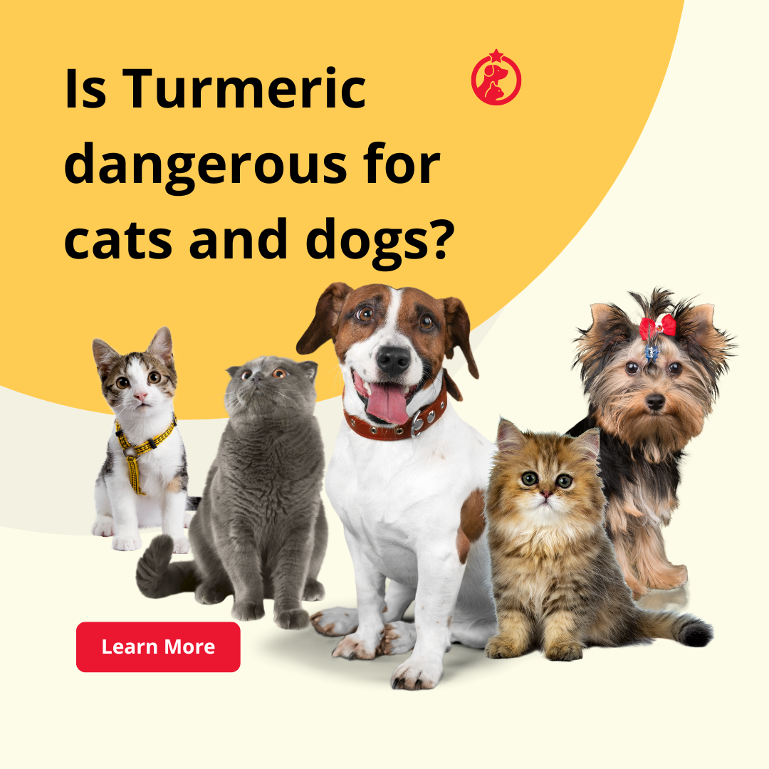 Is Turmeric dangerous for cats and dogs?